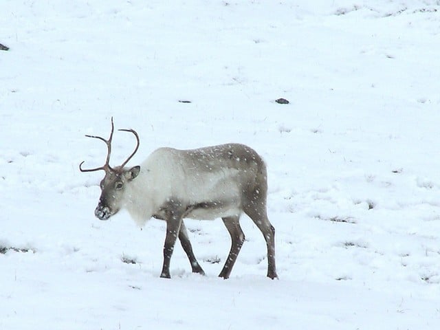 About The Wild Reindeer in Iceland | Icelandair Hotels ...